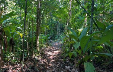 JUNGLE DREAMS FARM: WHERE NATURE MEETS SERENITY – 20 ACRES